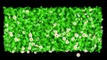 Flowerbed - Meadow of Growing Daisies and Clovers Animation Background. Alpha Channel included.