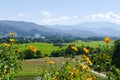 Flowerbed with mountain and paddy view