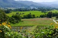 Flowerbed with mountain and paddy view