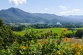 Flowerbed with mountain and paddy view