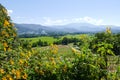 Flowerbed with mountain and paddy view