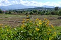 Flowerbed with mountain view Royalty Free Stock Photo