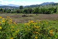 Flowerbed with mountain view Royalty Free Stock Photo