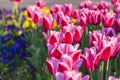 Flowerbed multicolored in garden landscape Royalty Free Stock Photo