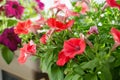 Flowerbed with multicoloured petunias / Image full of colourful