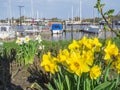 Daffodils by the Marina Harlesiel Royalty Free Stock Photo