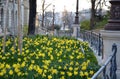 flowerbed with narcissus pseudonarcissus fence railing historical lamp park public yellow history park garden bronze