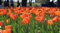 Flowerbed orange tulips on the sun