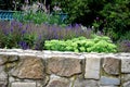 Flowerbed over a stone stone wall with joints filled with concrete with perennials of white green and blue color Royalty Free Stock Photo