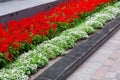 Flowerbed in a park with a granite border between a pedestrian walkway. Royalty Free Stock Photo