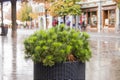 Flowerbed with pine branches on the Nicolae Balcescu street in a rainy day. Sibiu city in Romania