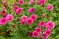 Flowerbed with pink asters closeup in the afternoon autumn