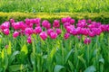 Flowerbed of pink tulips