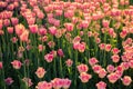 The flowerbed with pink tulips on on long stems in the sunlight. Royalty Free Stock Photo