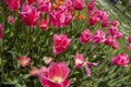 A flowerbed of pink tulips on the shores of Lake Constance