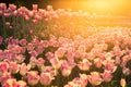 The flowerbed with pink tulips on sunset Royalty Free Stock Photo