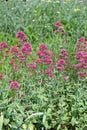 Flowerbed of pink vervain flower Purpletop Vervain. Brazilian