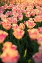 The flowerbed with pink-white tulips. Royalty Free Stock Photo