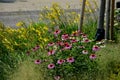 Flowerbed on the promenade in the park with ornamental perennials. the edge is a curved curb of granite paving blocks. separates t