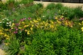 Flowerbed on the promenade in the park with ornamental perennials. the edge is a curved curb of granite paving blocks. separates t