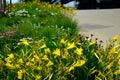 Flowerbed on the promenade in the park with ornamental perennials. the edge is a curved curb of granite paving blocks. separates t Royalty Free Stock Photo