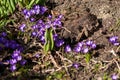 Flowerbed of purple crocuses Royalty Free Stock Photo