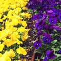 Flowerbed with purple and yellow petunias, close up. Colorful petunia flower Petunia hybrida in the garden Royalty Free Stock Photo