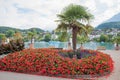 flowerbed with red begonias and palm tree, promenade at harbor Spiez tourist resort