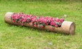 Flowerbed of red begonias and white daisies in hollowed tree trunk