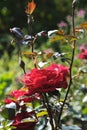 Flowerbed with red roses bright sunny day. Royalty Free Stock Photo