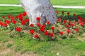 Flowerbed of red tulips around sycamore in Topkapi palace Royalty Free Stock Photo