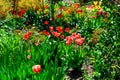 Flowerbed with red tulips and green plants. Royalty Free Stock Photo