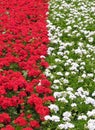 Flowerbed red & white Royalty Free Stock Photo