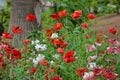 Flowerbed of red, white and pink poppies Papaveroideae