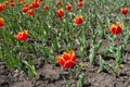 Flowerbed with red and yellow fringed tulips Royalty Free Stock Photo