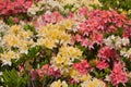 Flowerbed with rhododendron