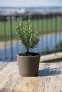 Flowerbed with rosemary flowers in on wooden table