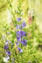 Flowerbed with sage flowers