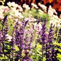 Flowerbed with sage flowers - toned image.