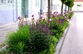 The flowerbed between the sidewalk and the roadway of the street is planted with flowers of purple and blue purple color under the Royalty Free Stock Photo