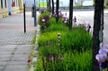 The flowerbed between the sidewalk and the roadway of the street is planted with flowers of purple and blue purple color under the Royalty Free Stock Photo