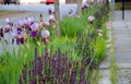 The flowerbed between the sidewalk and the roadway of the street is planted with flowers of purple and blue purple color under the Royalty Free Stock Photo