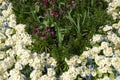 Colourful cream, purple and blue flowerbed in Springtime Royalty Free Stock Photo