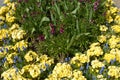 Colourful yellow, purple and blue flowerbed in Springtime