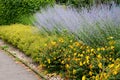 Flowerbed with St. John`s wort bushes blooming on the slope and blue airy lavender form a contrast in the garden and in the park b