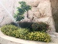 A flowerbed with a stone fence with a small green tree and yellow flowers on a stone wall background on a mountainside in a sea tr Royalty Free Stock Photo