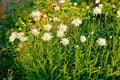Flowerbed with subs chamomiles at sunset summer day Royalty Free Stock Photo