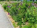 flowerbed with tall perennial plant of white flowers and undergrowth Royalty Free Stock Photo