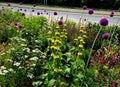 flowerbed with tall perennial plant of white flowers and undergrowth Royalty Free Stock Photo