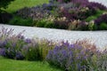 Flowerbed with tall perennial plant of white flowers and undergrowth of yellow perennials and sage in a dry composition of yellow Royalty Free Stock Photo